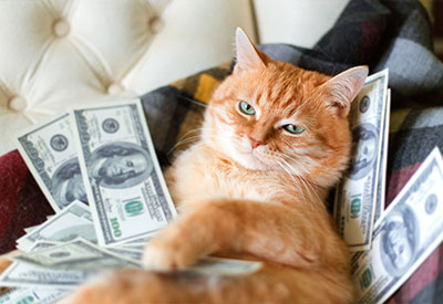 A relaxed orange cat lounges on a couch, surrounded by numerous 100-dollar bills, a part of its strange inheritance.