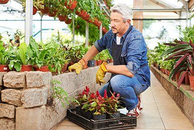 Business Succession - Senior man working in a garden center