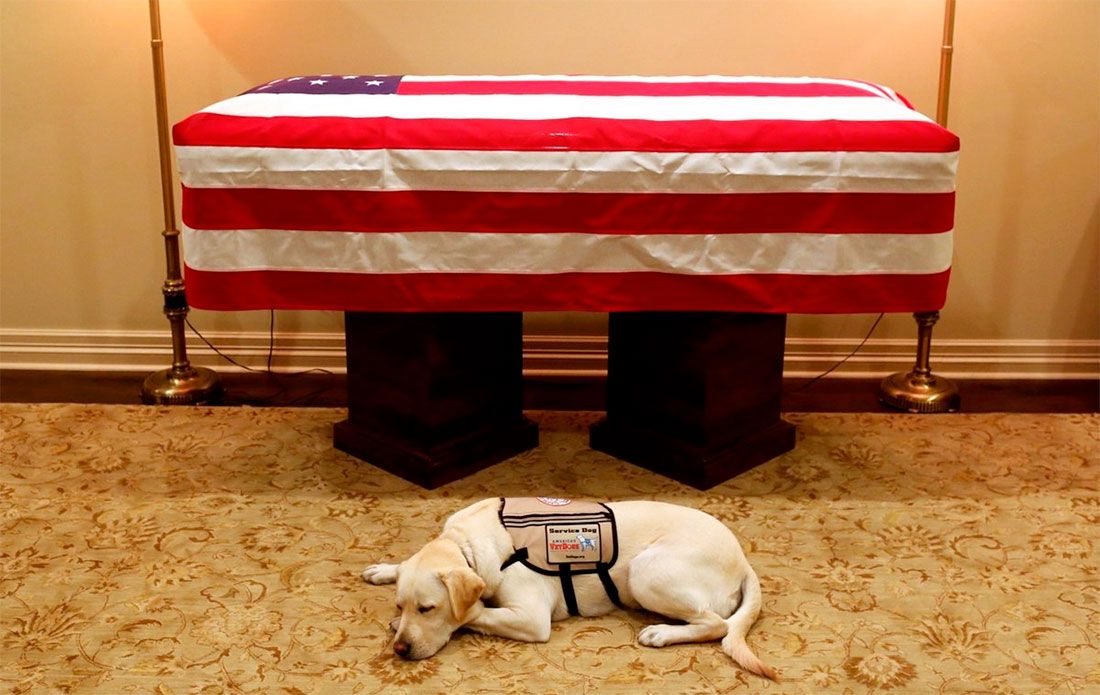 Estate Plan - Service dog laying in front of owner's USA flag covered coffin