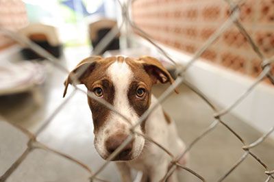 Stray dog at a shelter